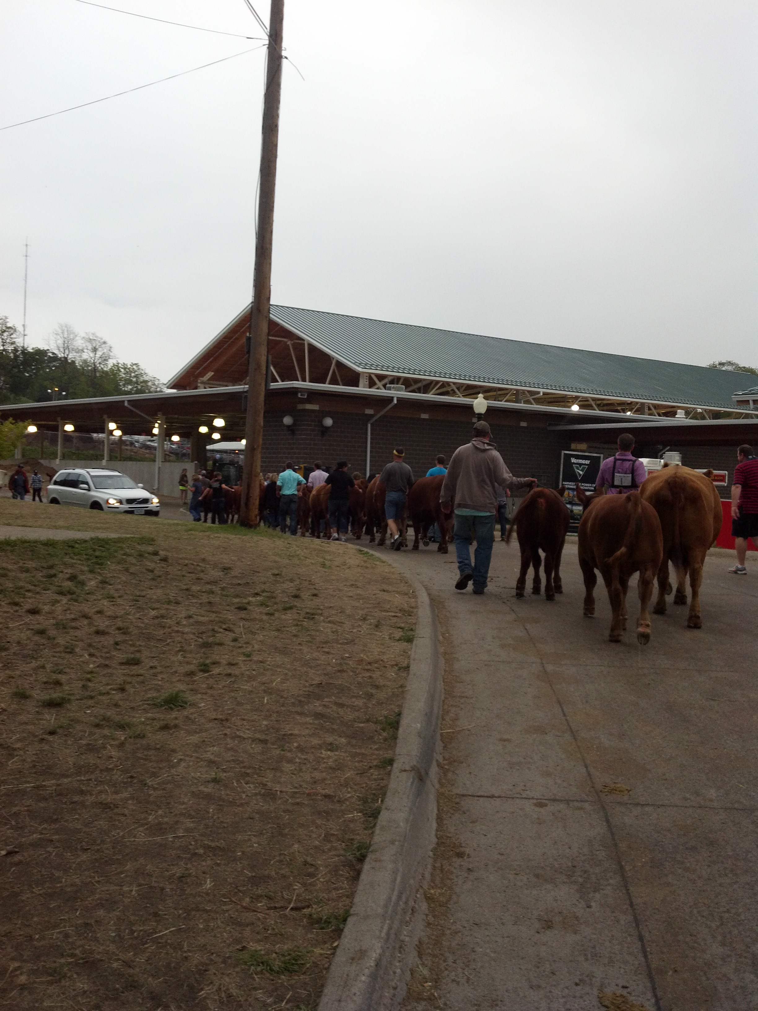 Show Cattle Barns