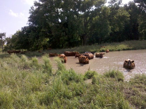 Cow Swimming Party