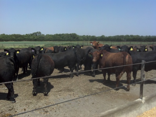 Market cattle nearly ready to be harvested for beef.