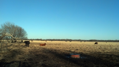 Cattle on stalks.