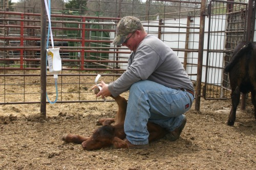 Matt using a measuring tape of the foot of a newborn calf to determine it's birth weight.
